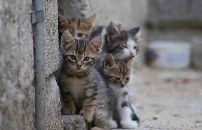 Gatitos abandonados en las calles, es la tónica de las grandes y pequeñas ciudades