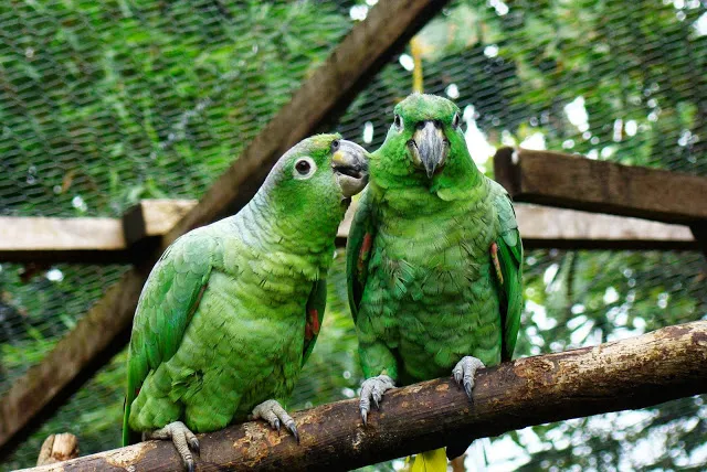 Varias especies de animales usted disfrutar en la provincia de Pastaza